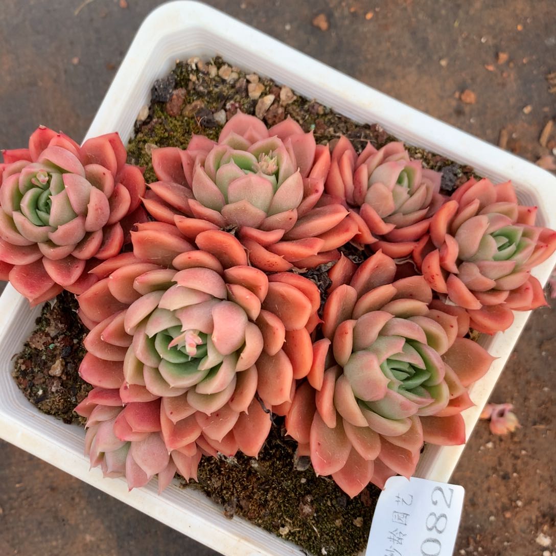 5082杂交精品基地15厘米