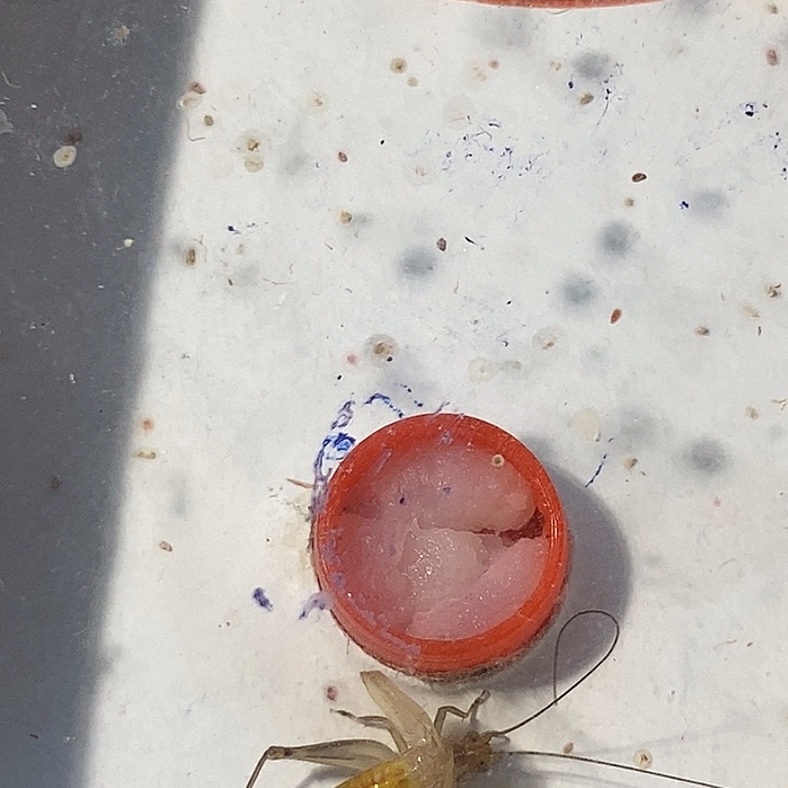 琪***树蟋蟀我也不知道我怎么说了