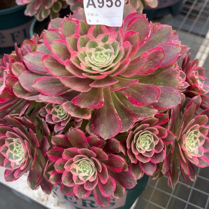 958孔雀翎20厘米左右