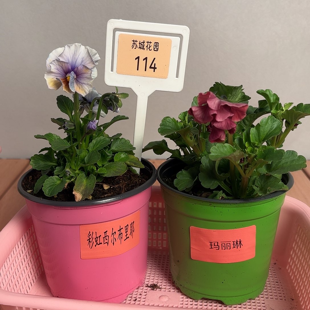 大部分开放少量花苞114