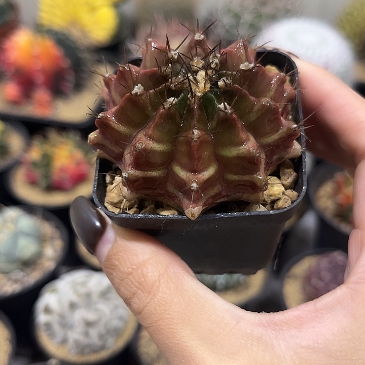 特价福利实生根紫龟甲牡丹