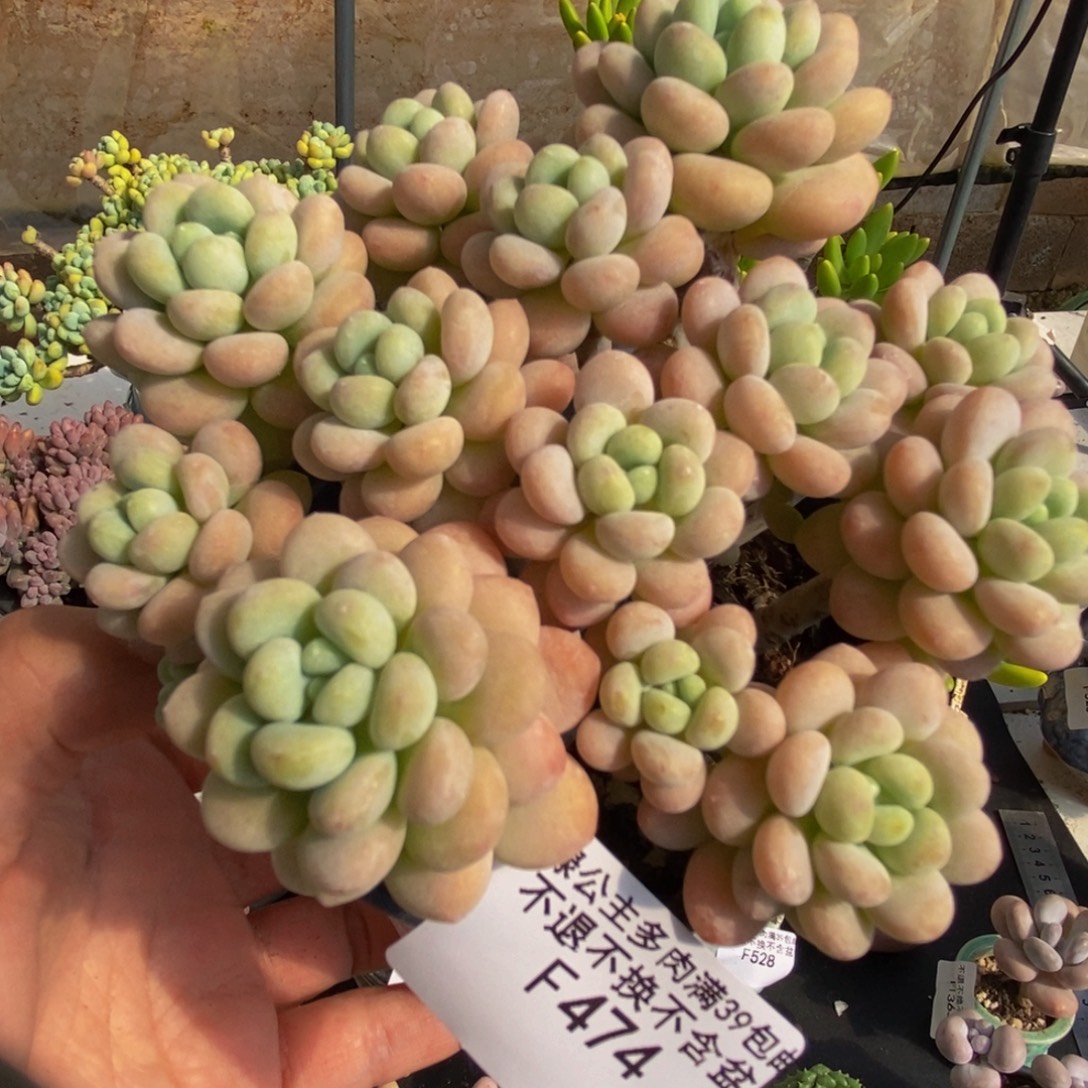 474洛可可12cm多肉