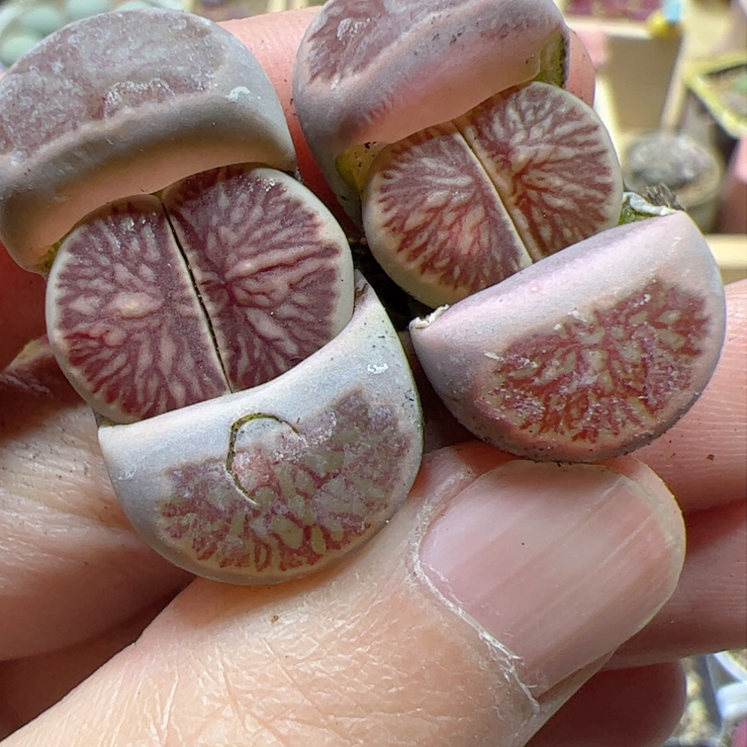 【闪购商品】382 菊