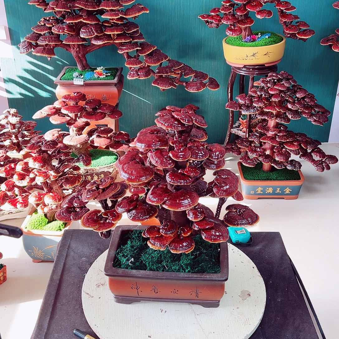 【闪购商品】无花朵