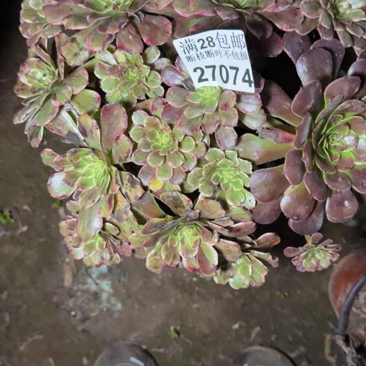 27074水墨画多肉植物