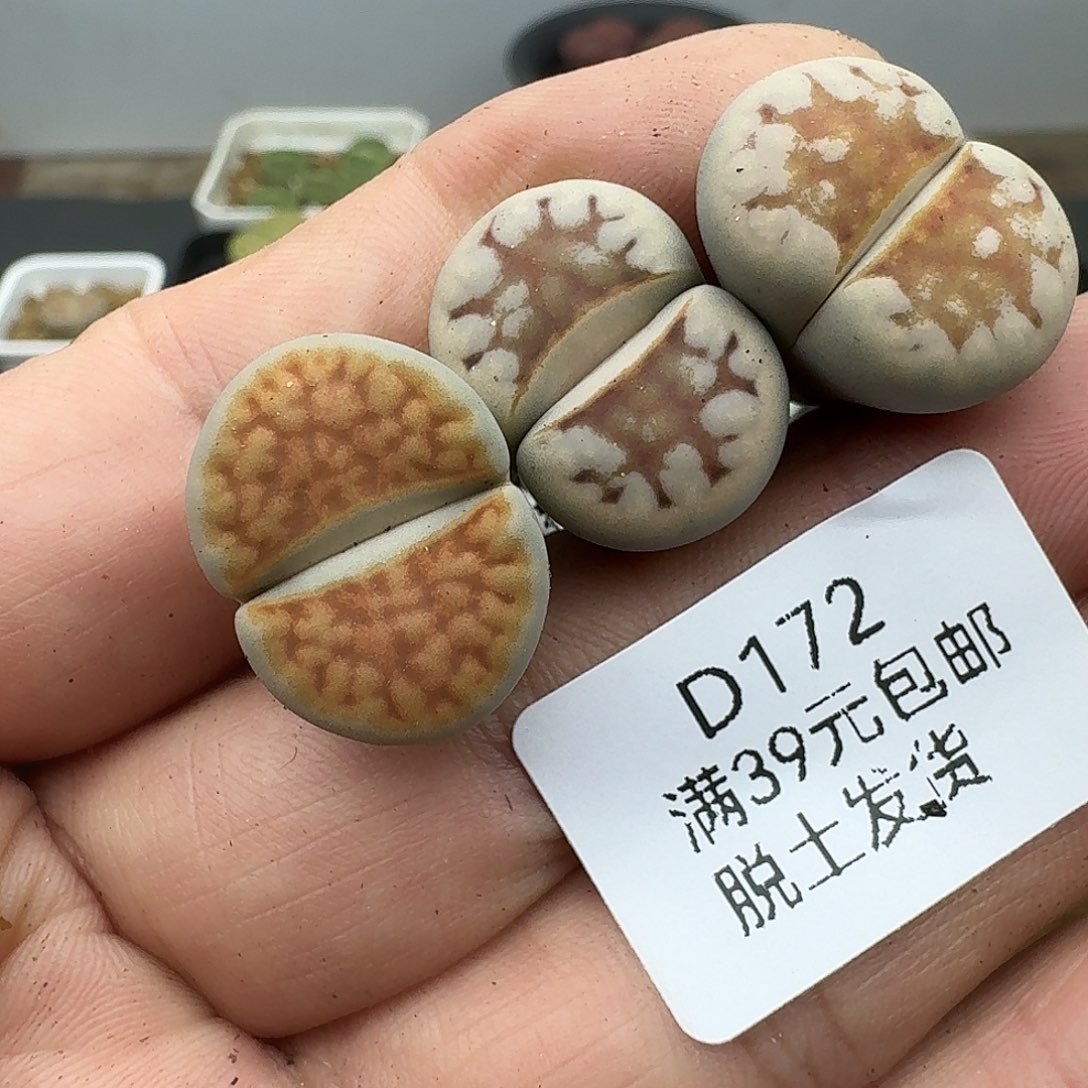 272多肉哈哈哈哈哈哈哈