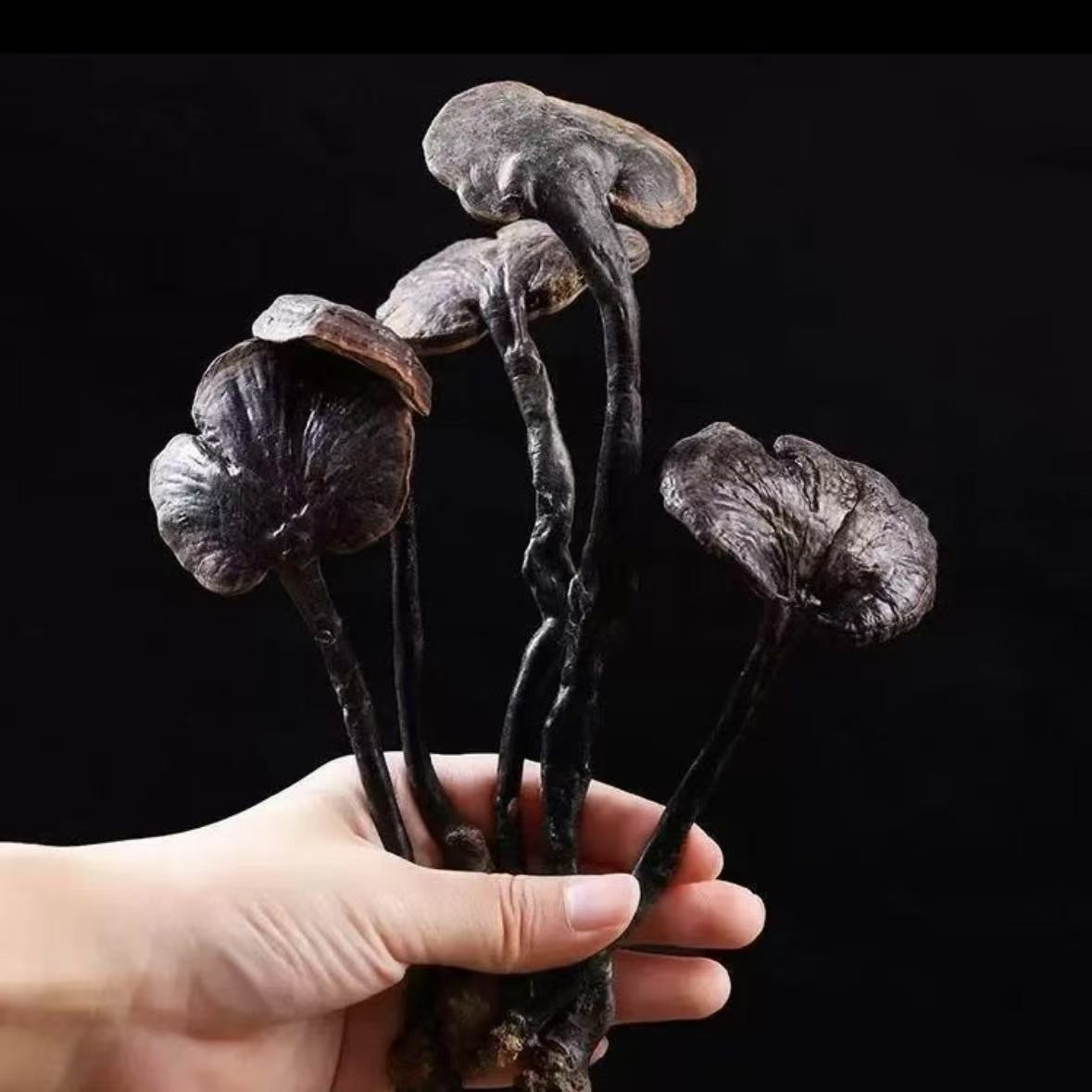 【六根】金边竹节灵芝‘炖汤泡酒