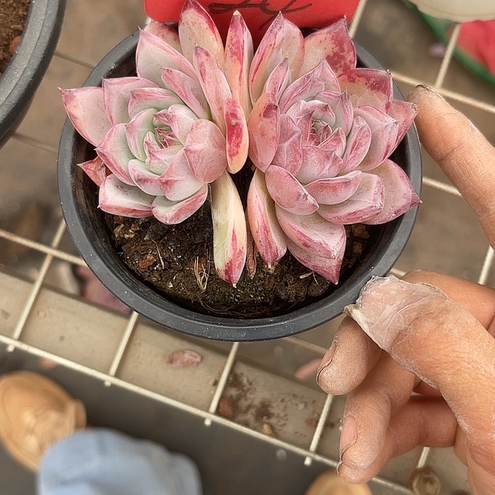 两单包邮，一物一拍24