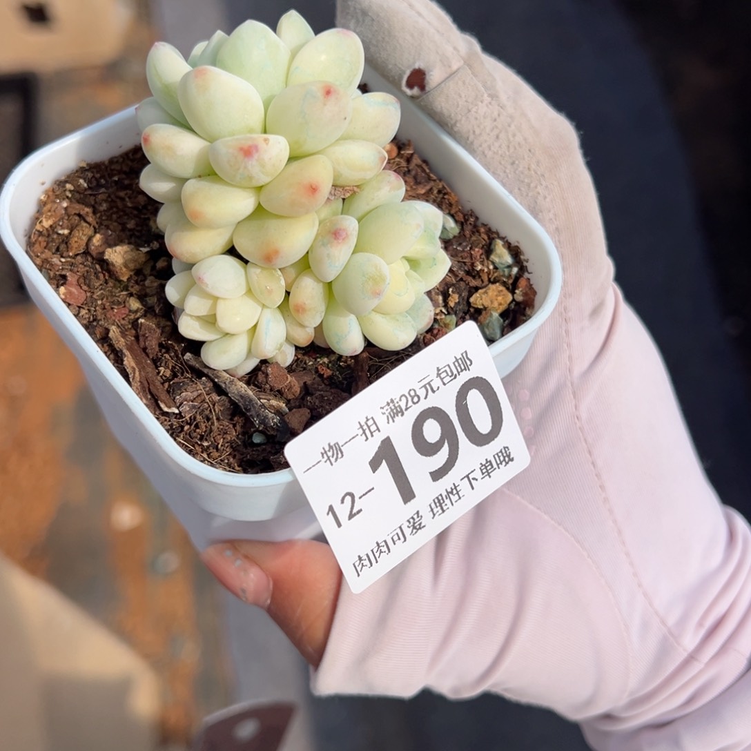 劳尔锦多肉多肉多肉多肉多肉