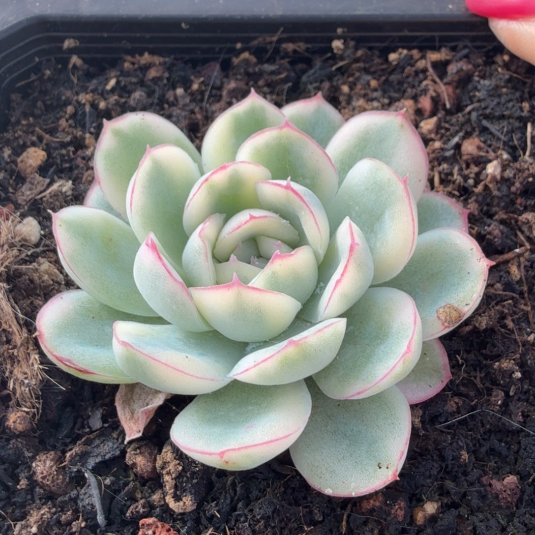 草莓冰锦腹欧你锦模特