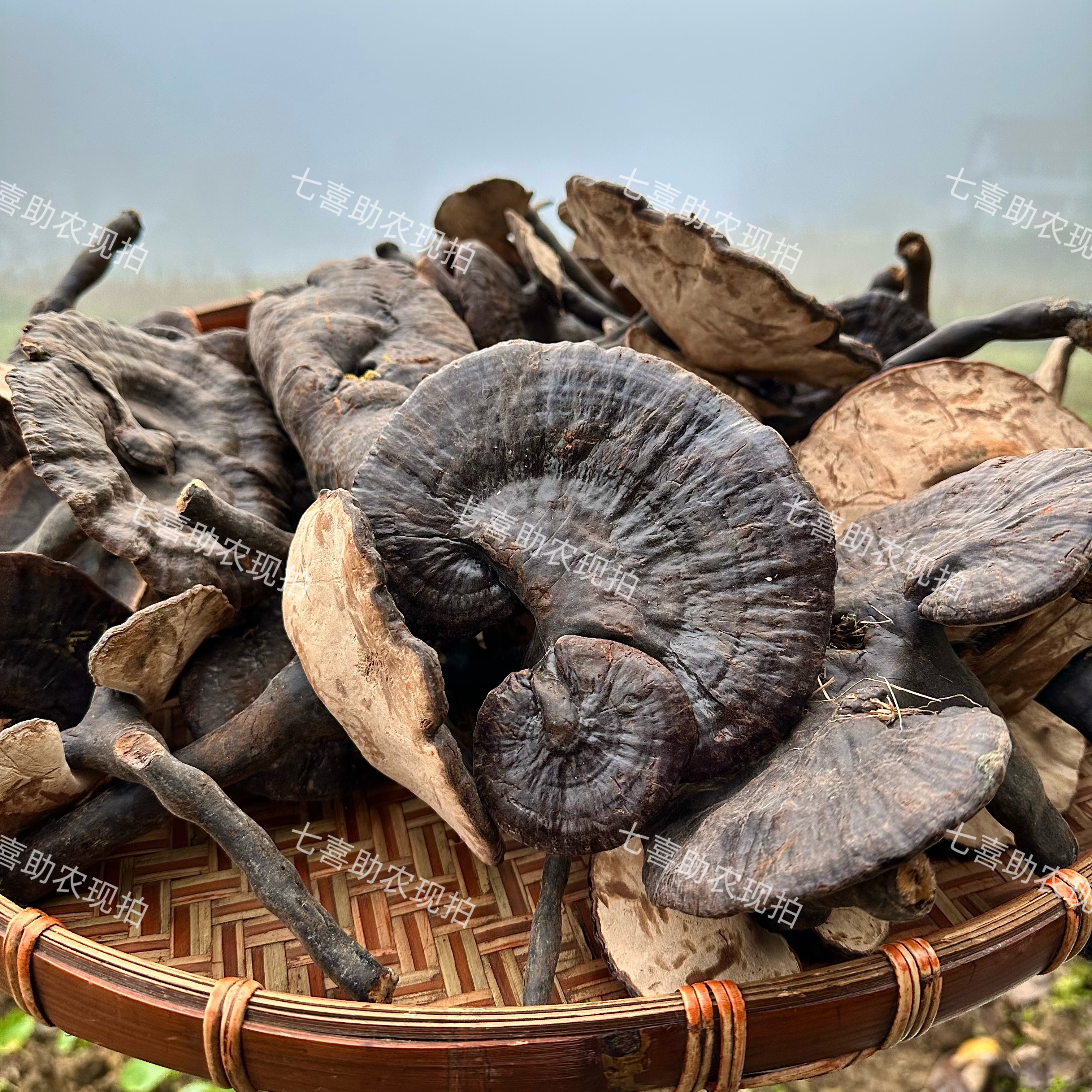 【现收灵芝】煮水煲汤