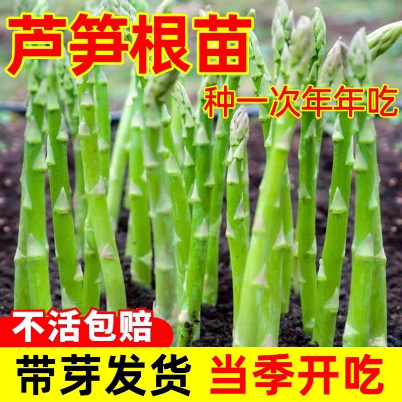 【芦笋根苗】芦笋苗根食用蔬菜苗四季多年生阳台盆栽种植芦笋苗