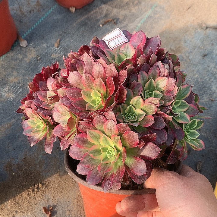 971安娜多肉植物