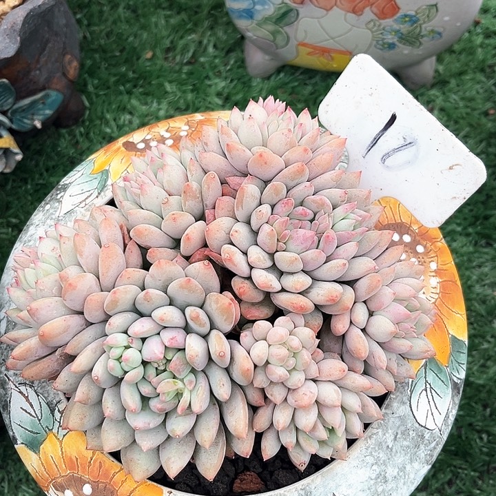 我是第一百个为妖刀应援