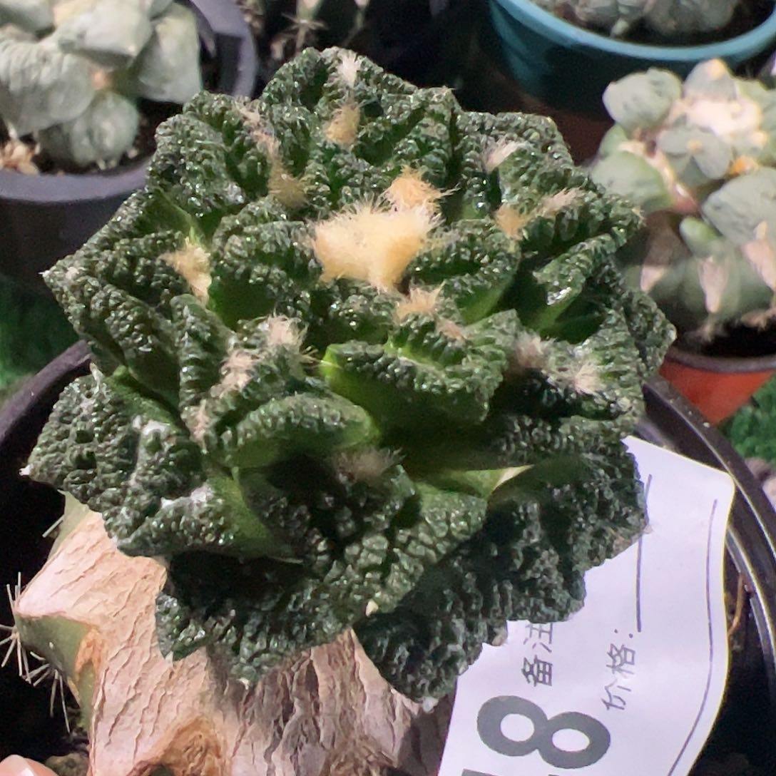 苗接隔尤辛顿牡丹048