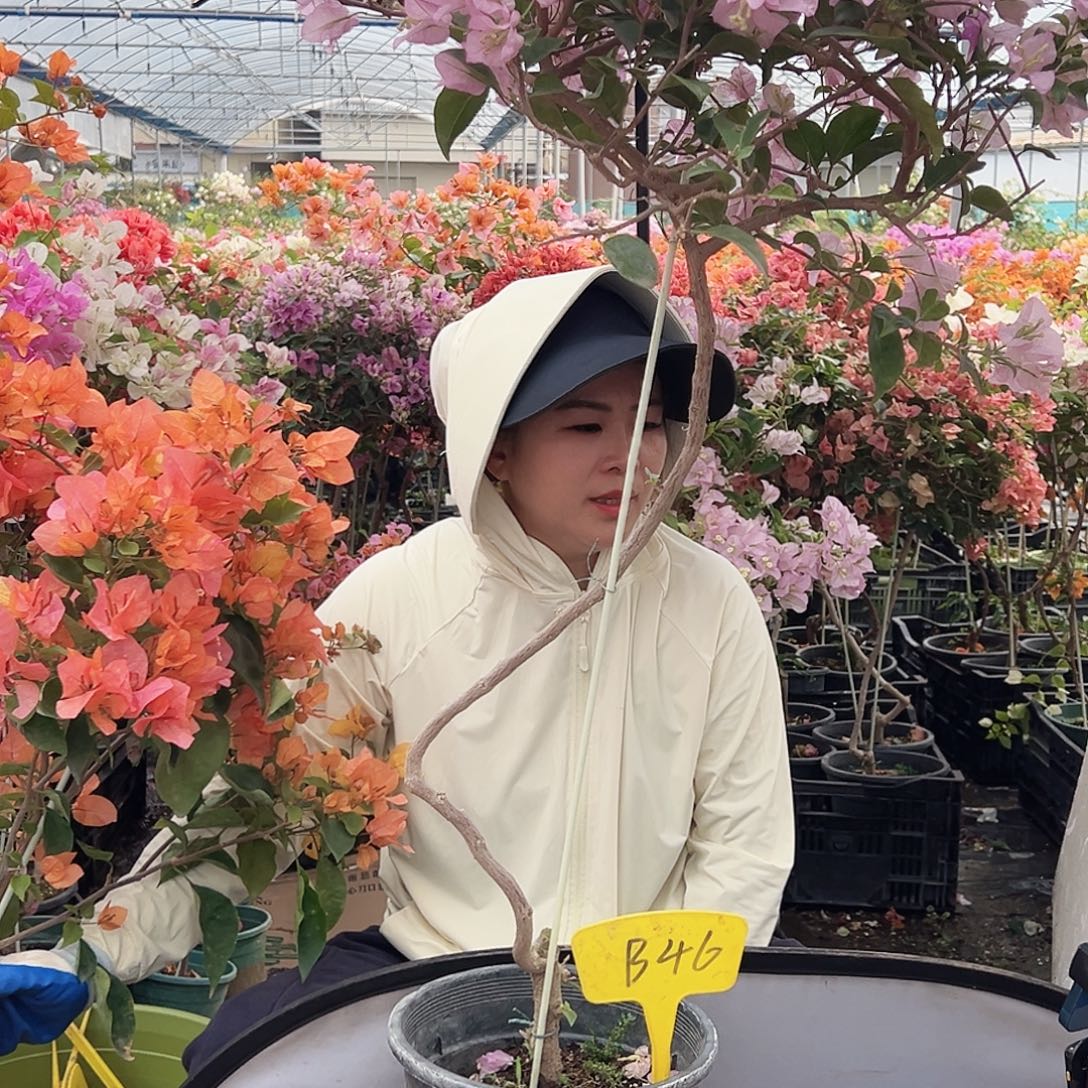 ****培大部分花苞少量开放B46丽娜