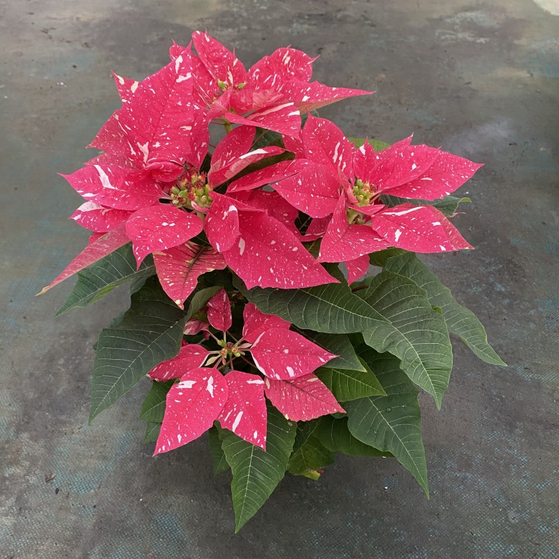 一品红盆栽室内年宵花卉圣诞红观赏绿植 圣诞花阳台庭院观叶植物