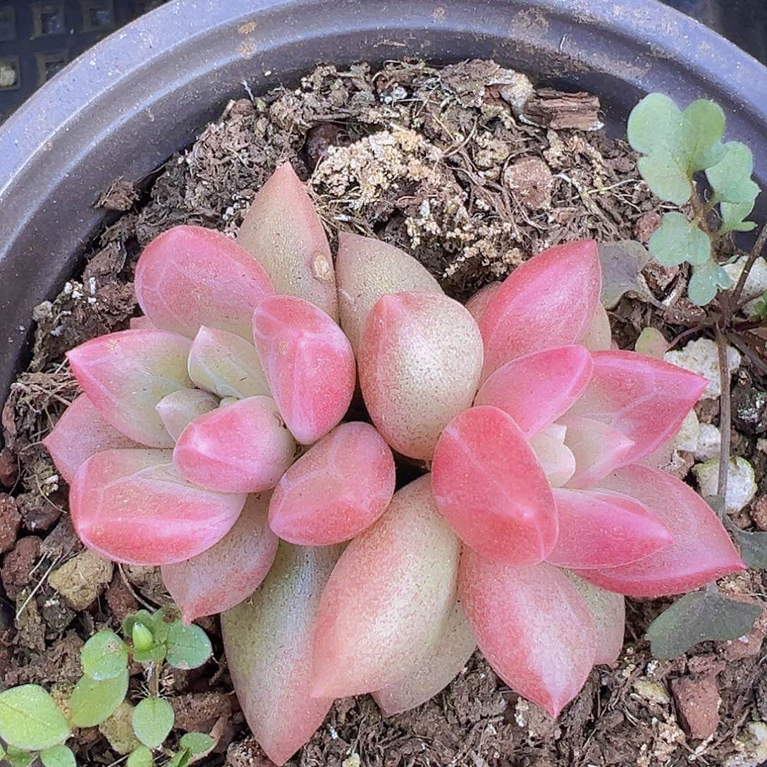 双头迷雾泡泡19包邮多肉