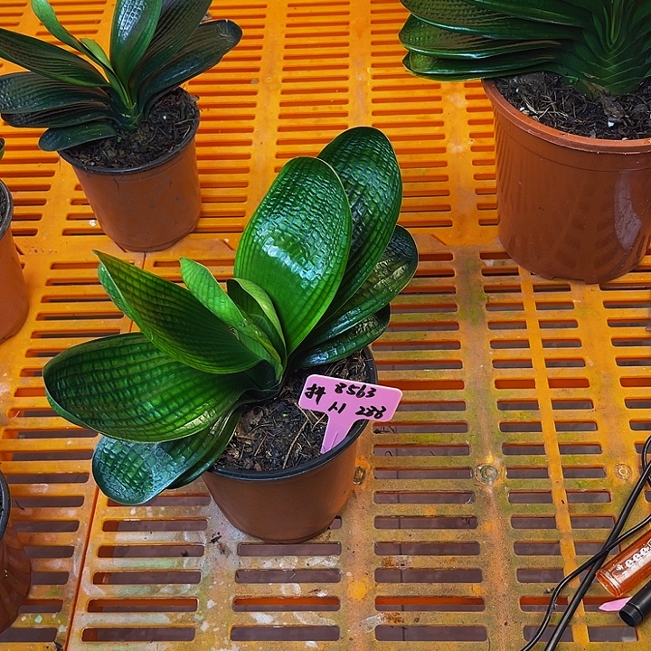 完全开放油麻短叶