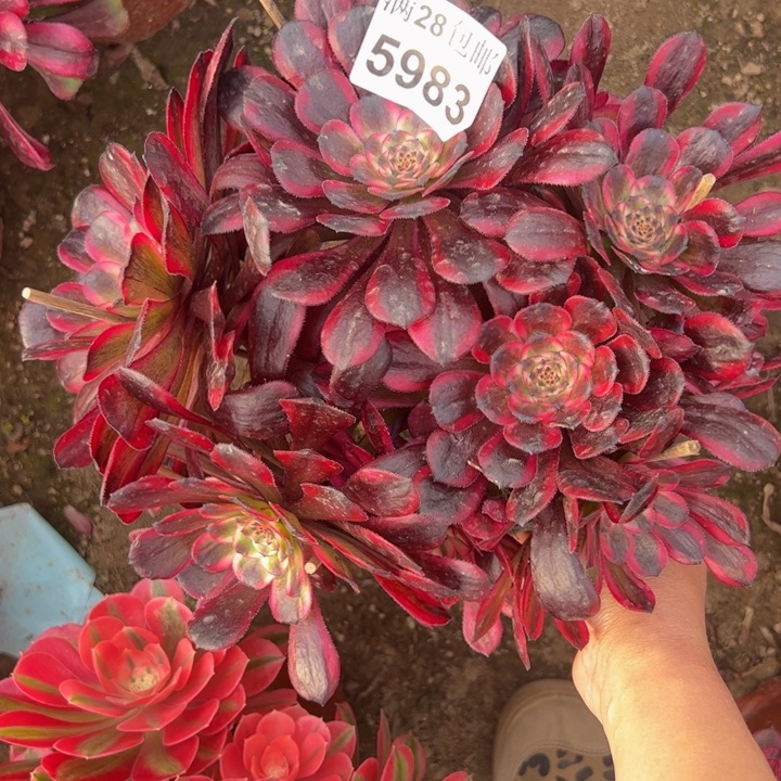 5983红金刚多肉植物