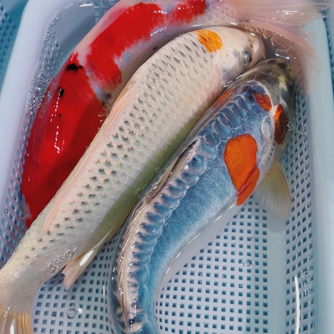 锦鲤锦鲤冷水鱼观赏124