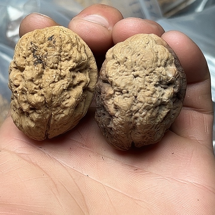 核桃28号金刚佛手38尺