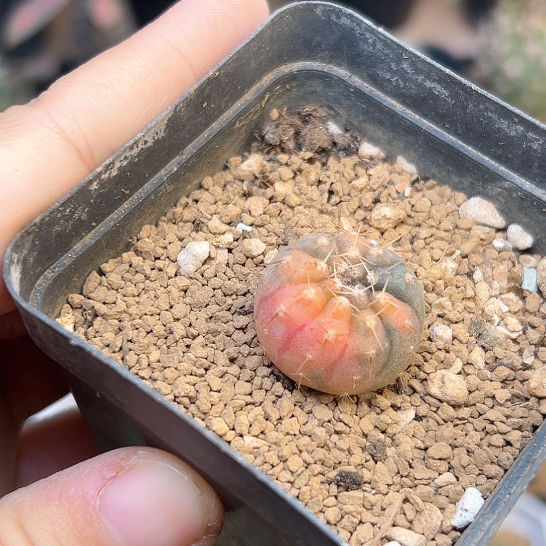糖果锦怪龙丸实生球2.3cm