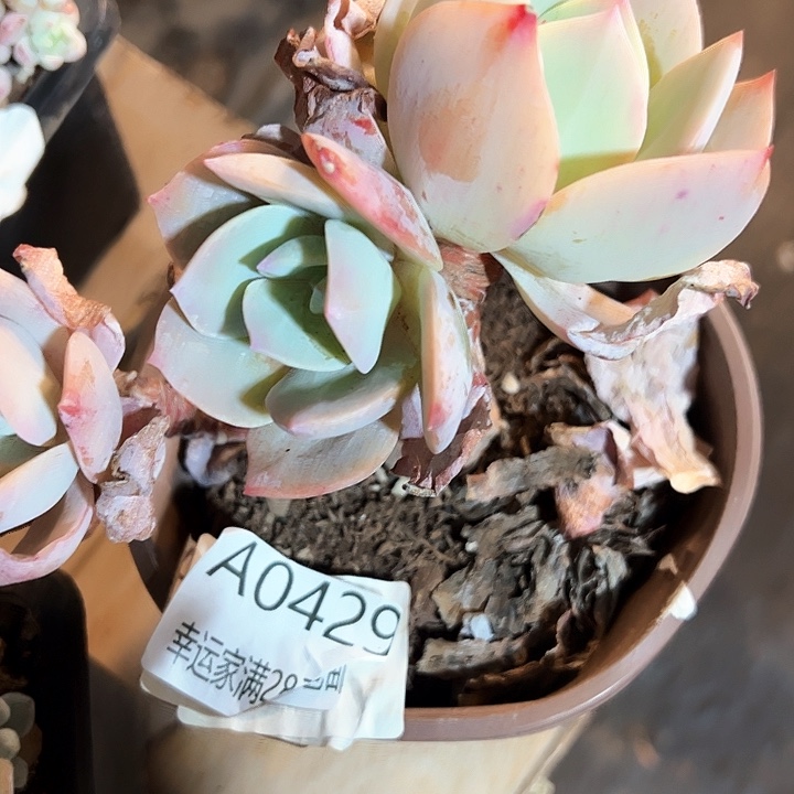 幸运的是我的朋友们