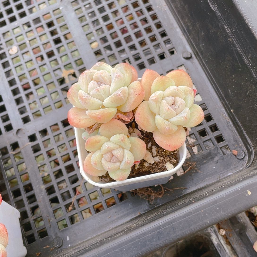 四头杆子冰玉不包整盆一个满48包邮