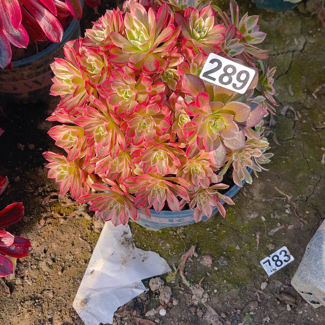 法师法师13–38包邮法师