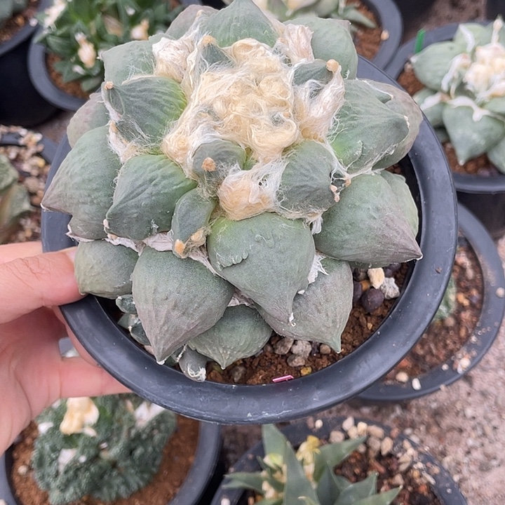 自根蛋尤带侧芽福利