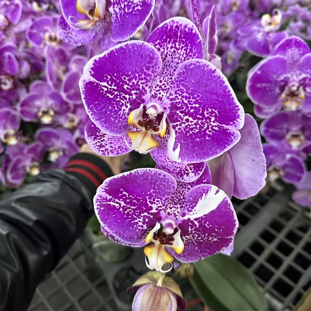 蝴蝶兰【麒麟】进口品种大花带花发货 室内花花 广州直发