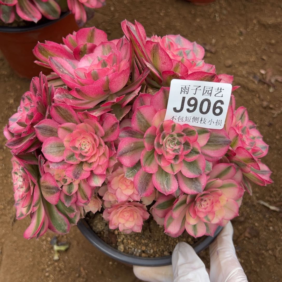 906倾城尺寸20左右