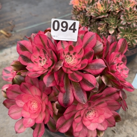 094荔枝20厘米左右