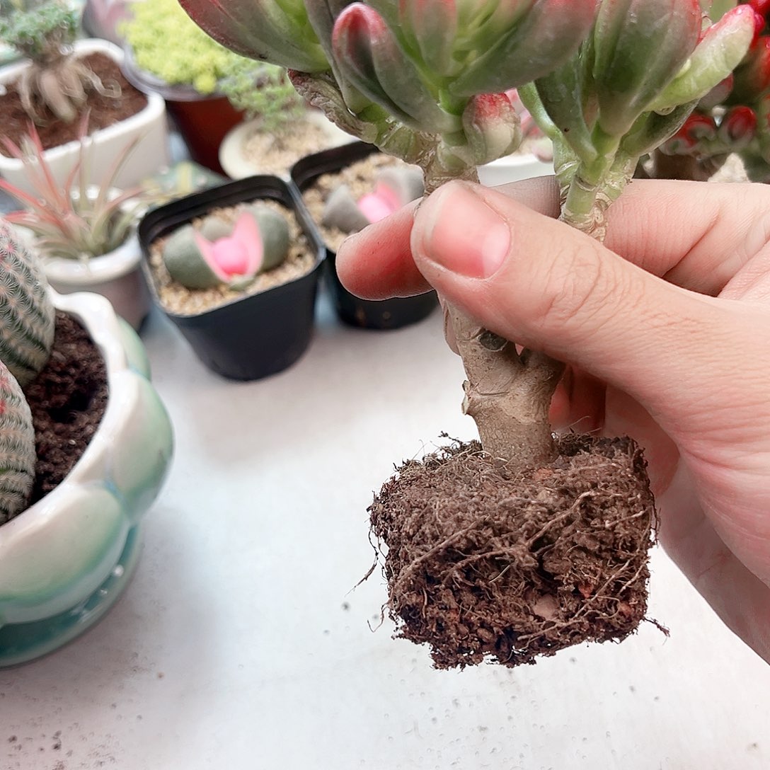 老庄招财猫多肉植物
