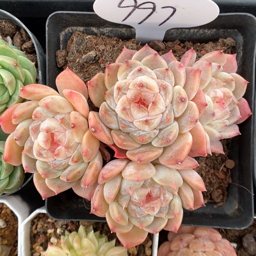 糖心冰魄群生997号。