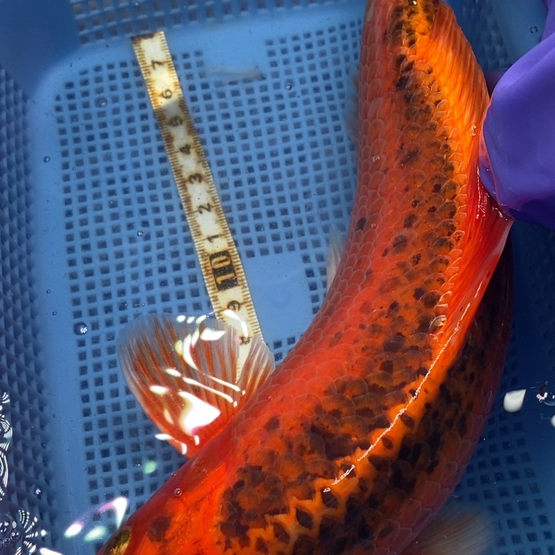 锦鲤冷水锦鲤包邮