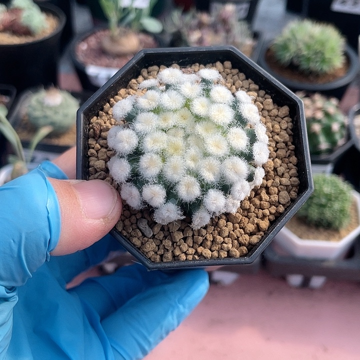 正***赢744帕米尔降落伞仙人球