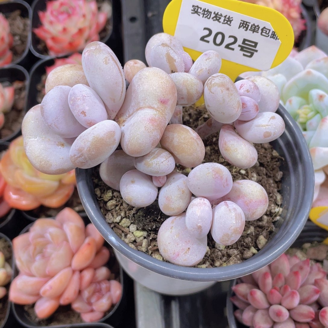 202号 老桩原始奶酪一群