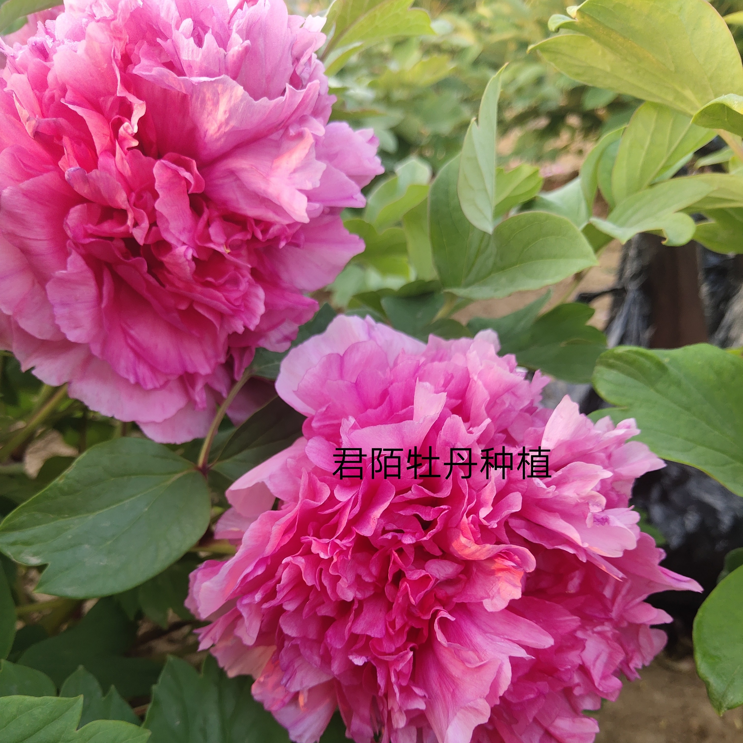 名贵牡丹《萍实艳》耐旱耐寒庭院种植