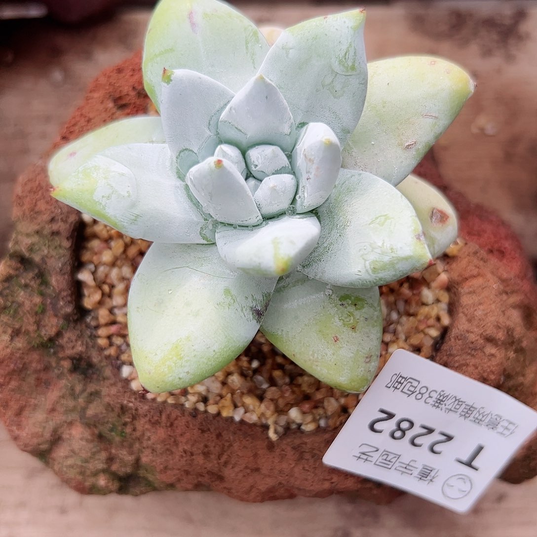 2282牡丹苹果叶仙女杯