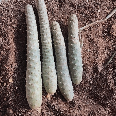 325处理无根的仙人球