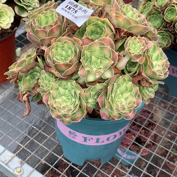 1875韶华多肉特价不售后