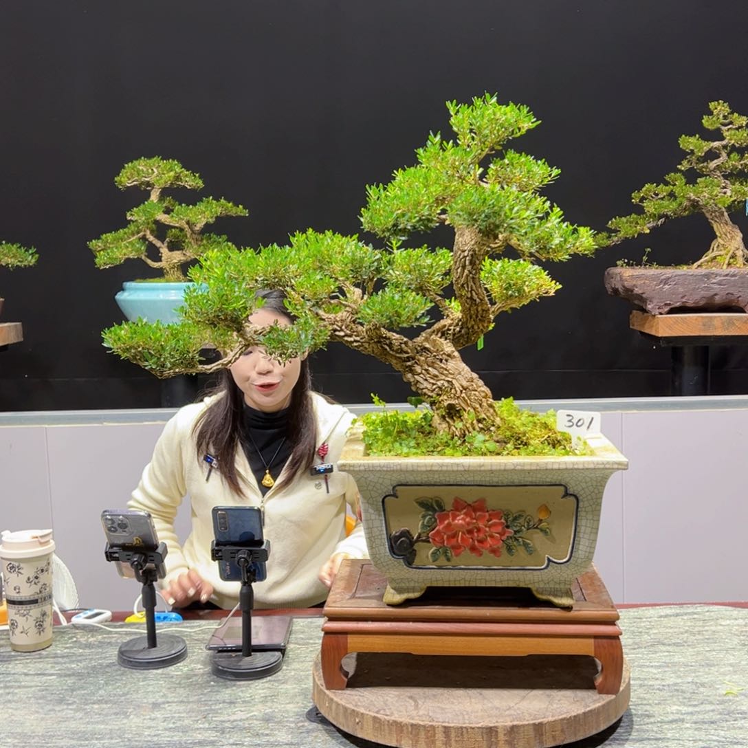 黄杨盆景老桩四季长青