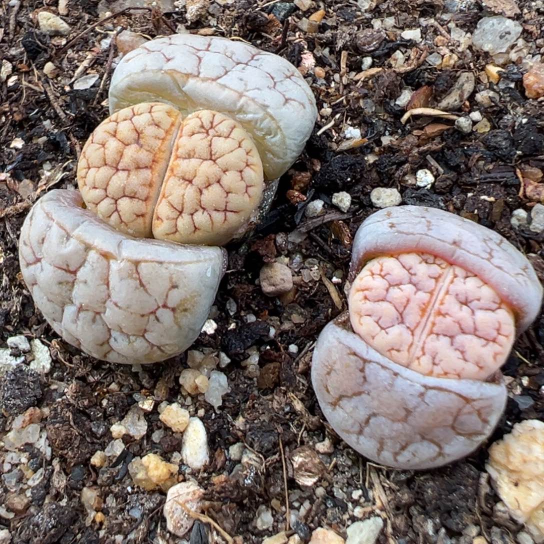 1.20好看的多肉842