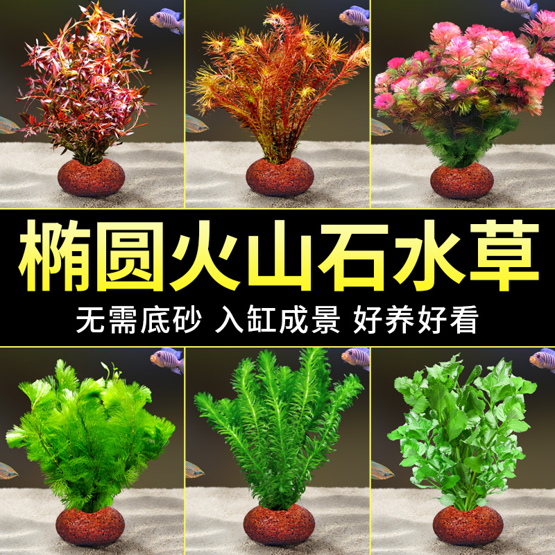 水草植物鱼缸造景火山石真草水培蜈蚣草水榕阴性绿菊净化水质套餐