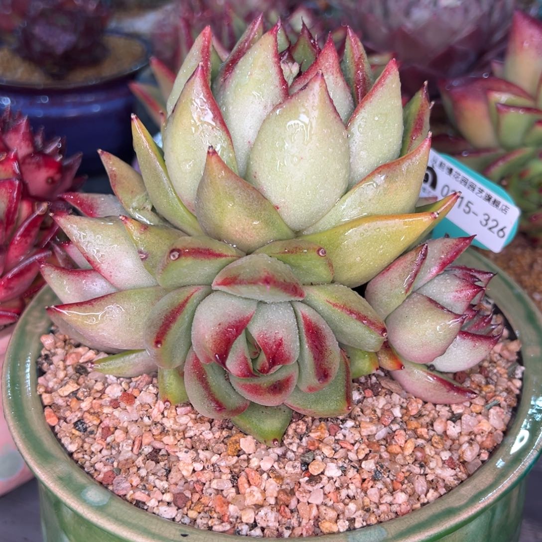 从前慢多肉精选编号0215.326