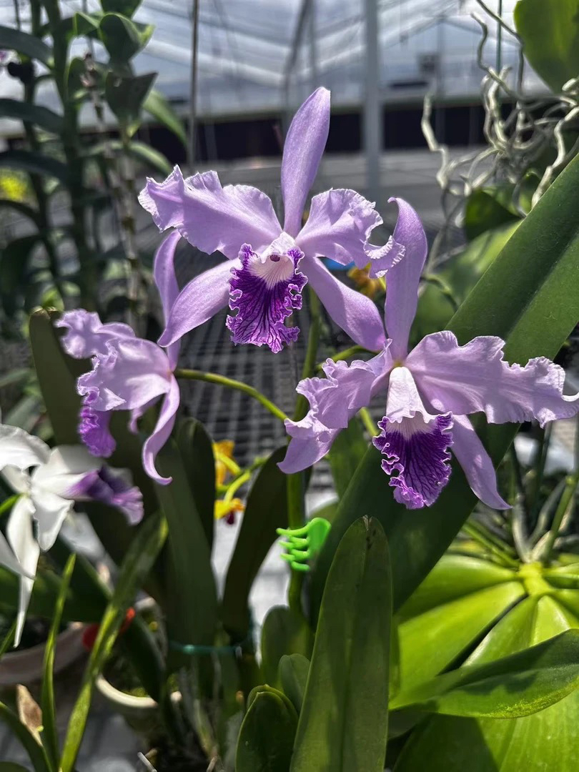 蓝色鲁巴塔 分株裸根 微瑕疵 鲜花绿植