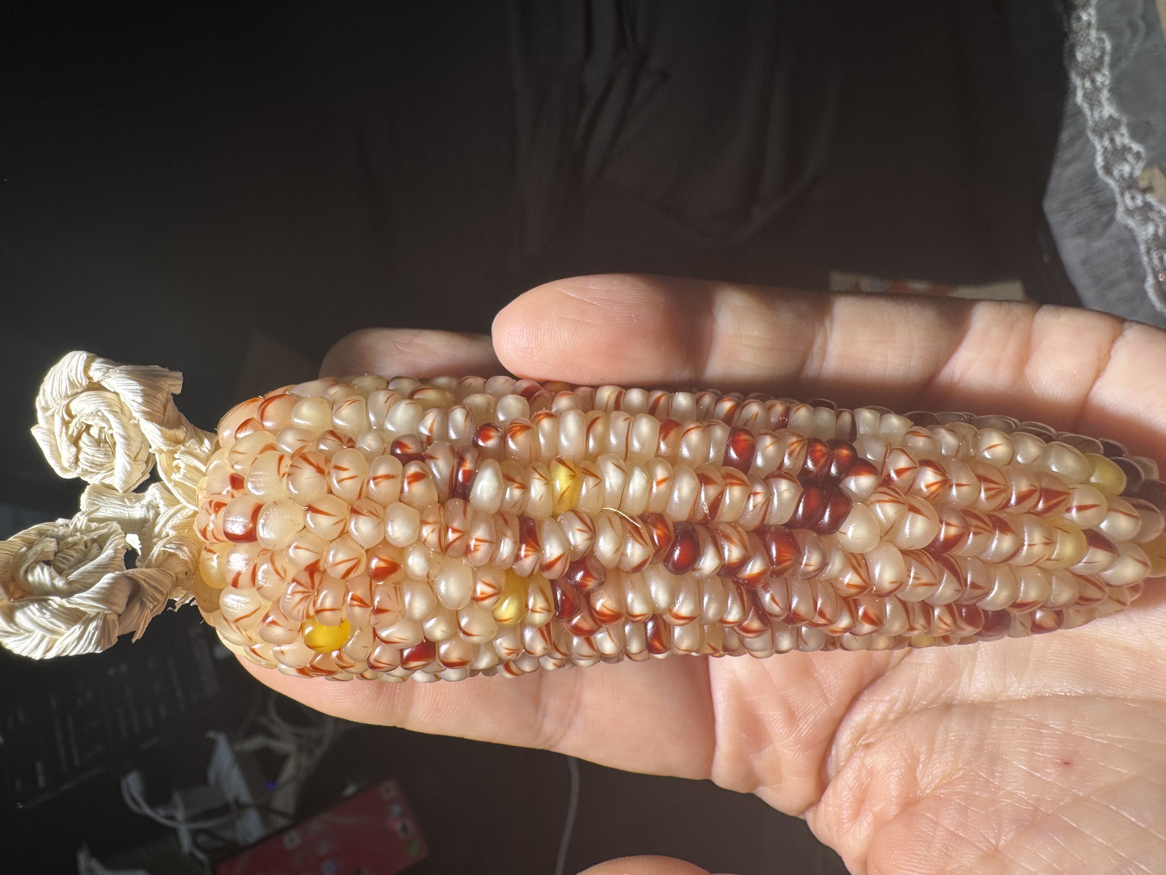 文玩玉米手把件（直播间使用）