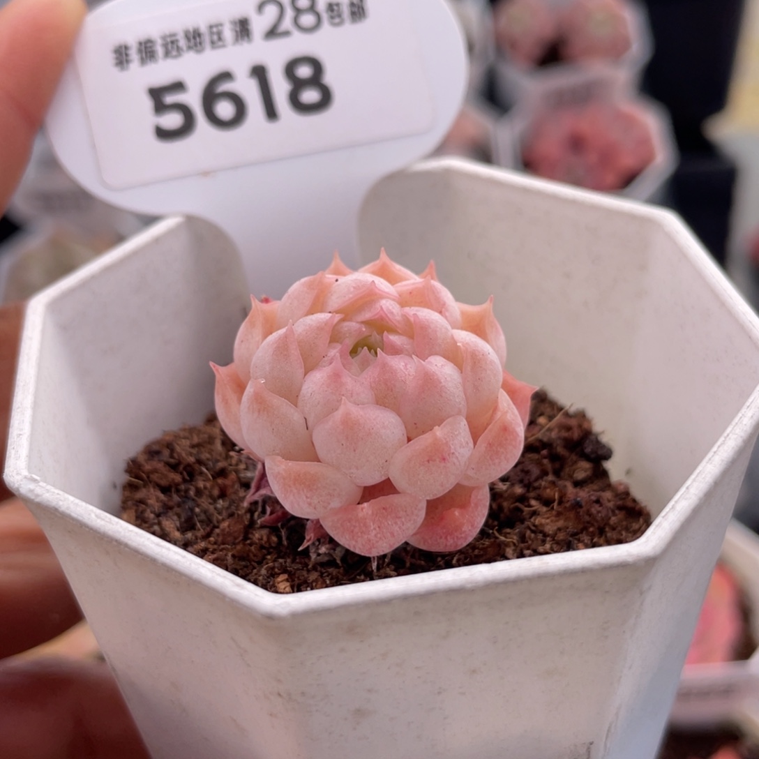 朱砂痣5618-3.0厘米